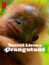 Secret Lives of Orangutans (Hin + Eng) 